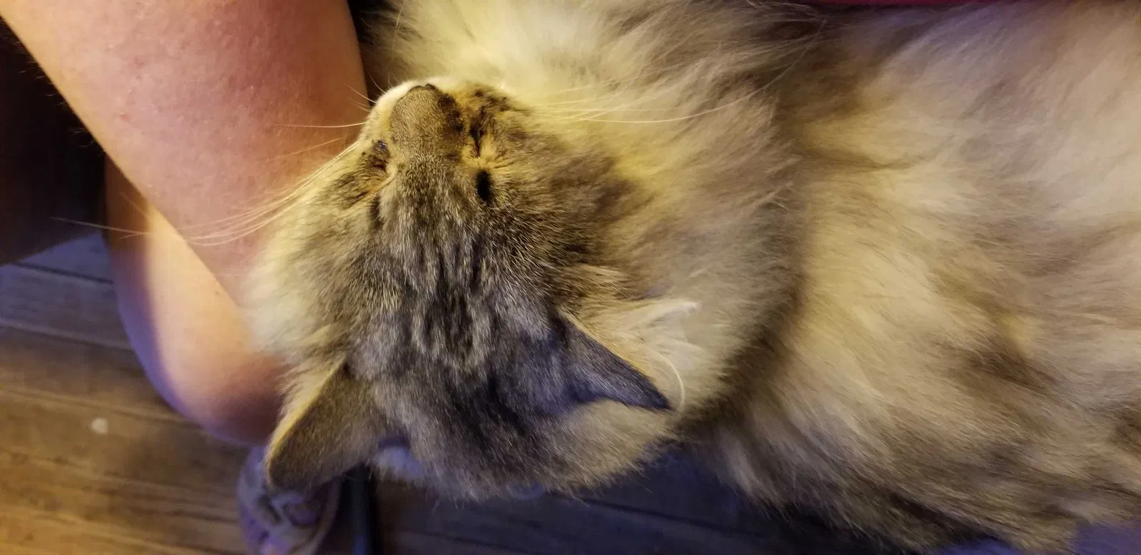 Lost cat in Corfu, NY, 14036
