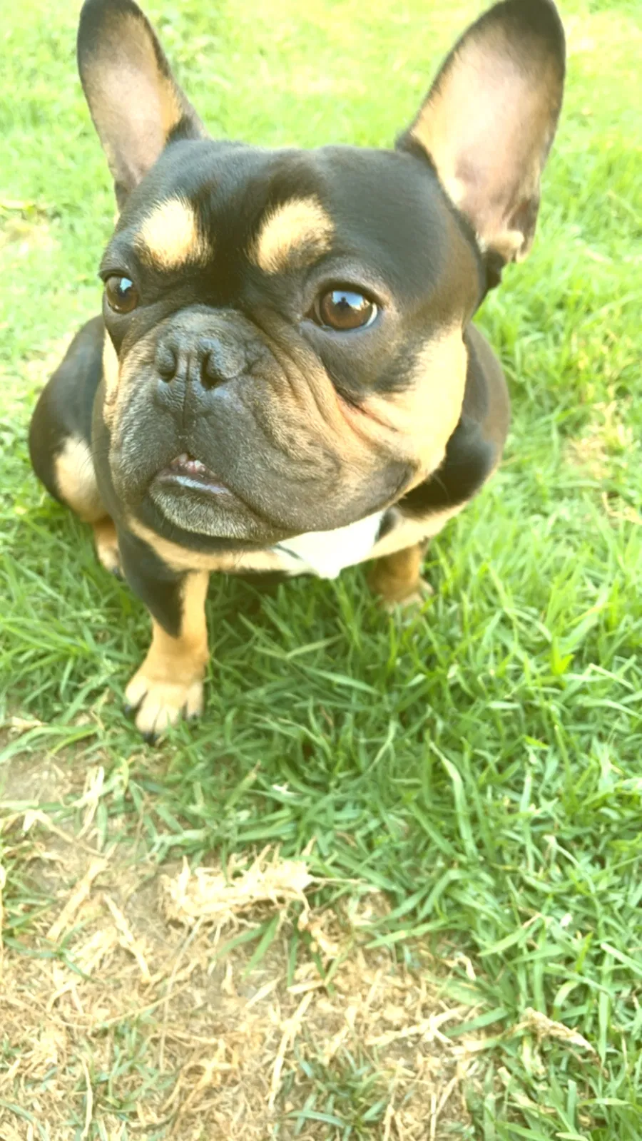 Lost dog in Compton, CA, 90221