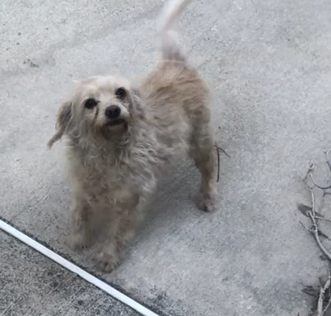 Lost dog in Anaheim, CA, 92801