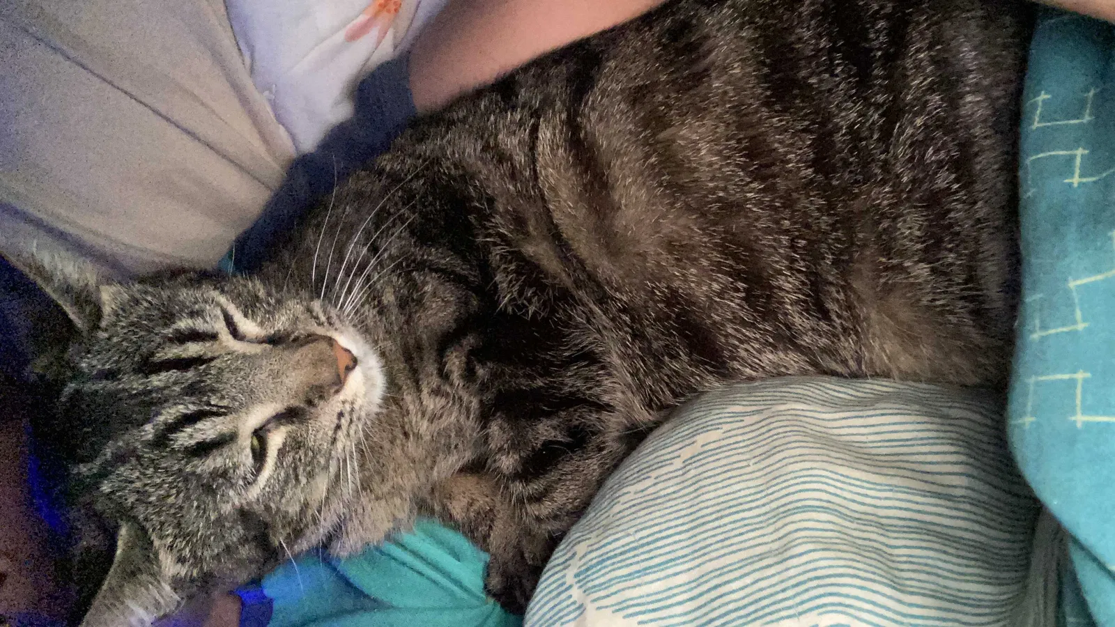 Lost cat in Joshua, TX, 76058