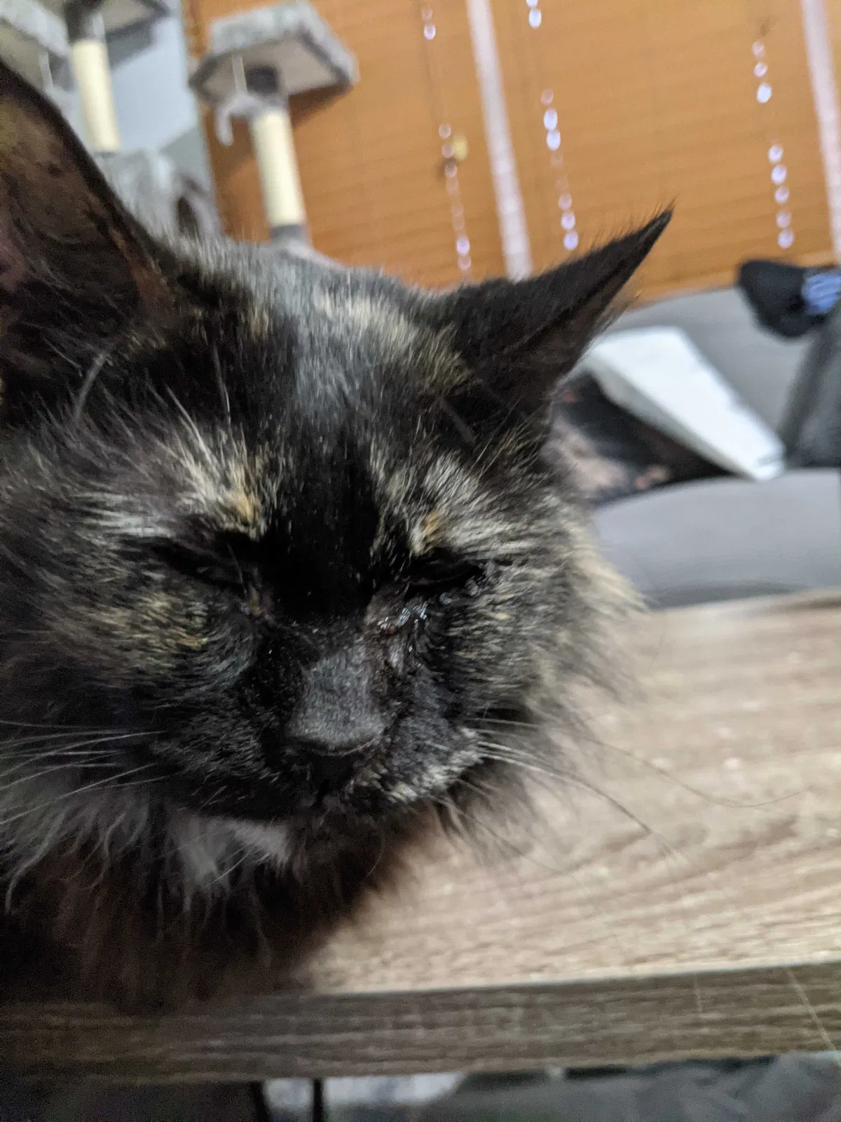 Lost cat in Griffith, IN, 46319