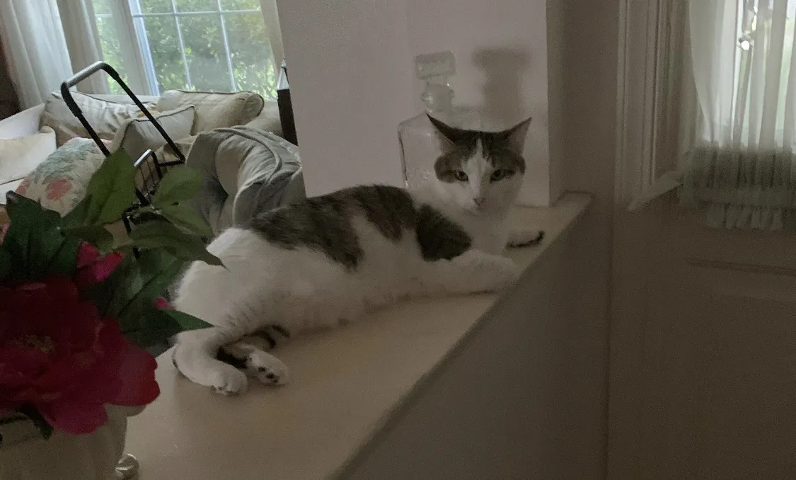 Lost cat in Lakewood, NJ, 8701