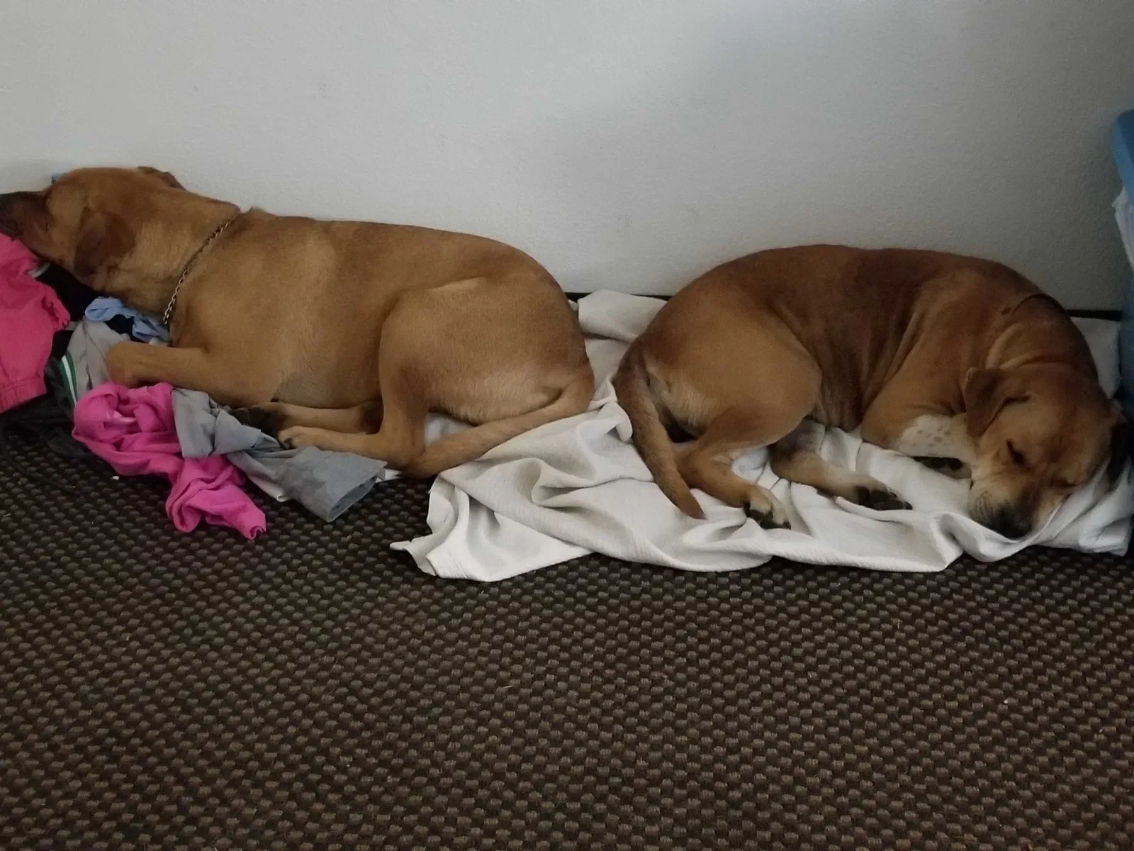 Lost dog in Theodore, AL, 36582