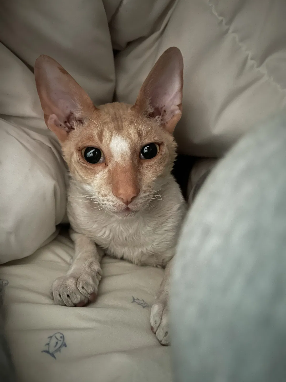 Lost cat in Temecula, CA, 92592