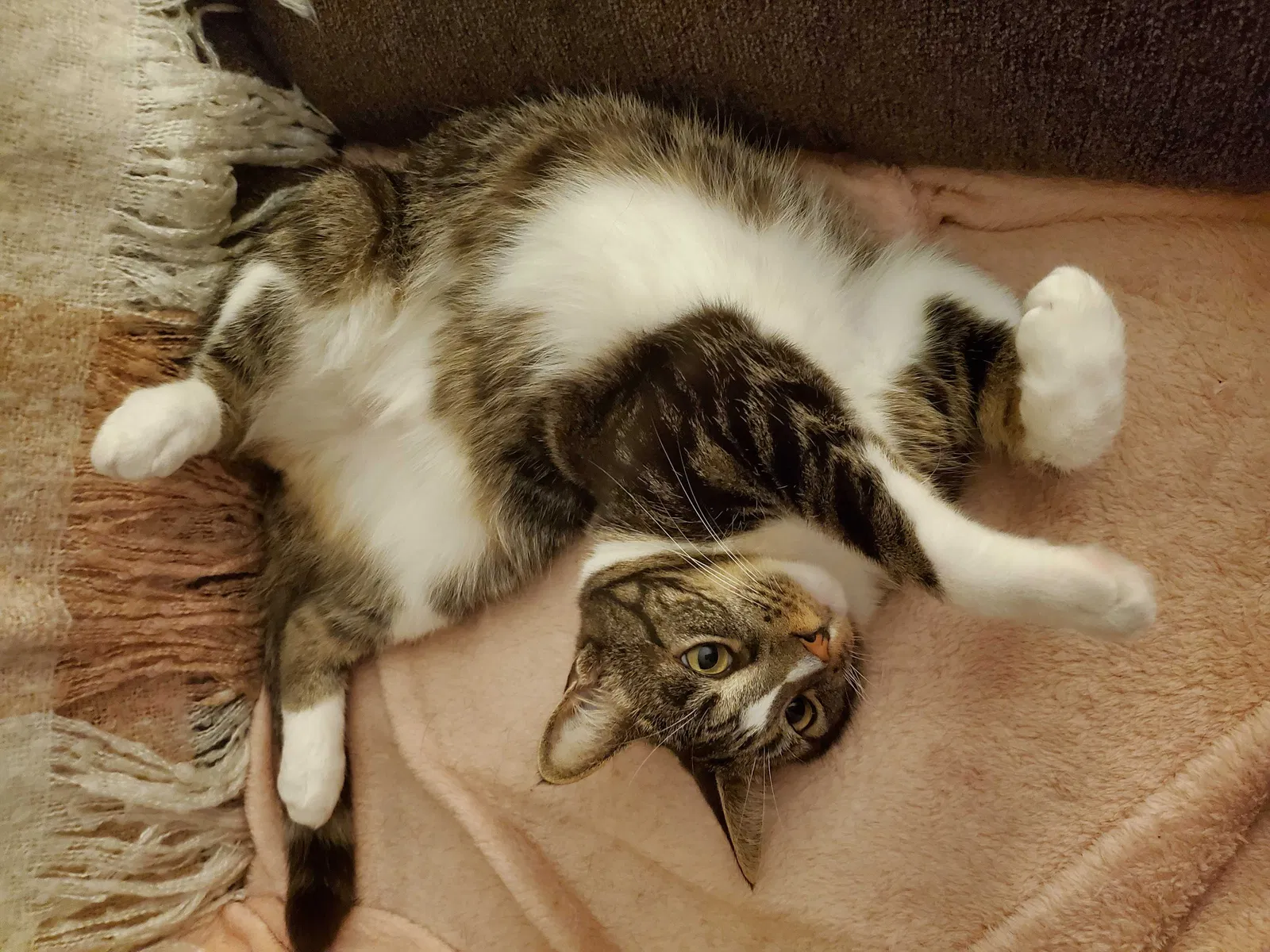 Lost cat in Suffolk, VA, 23434