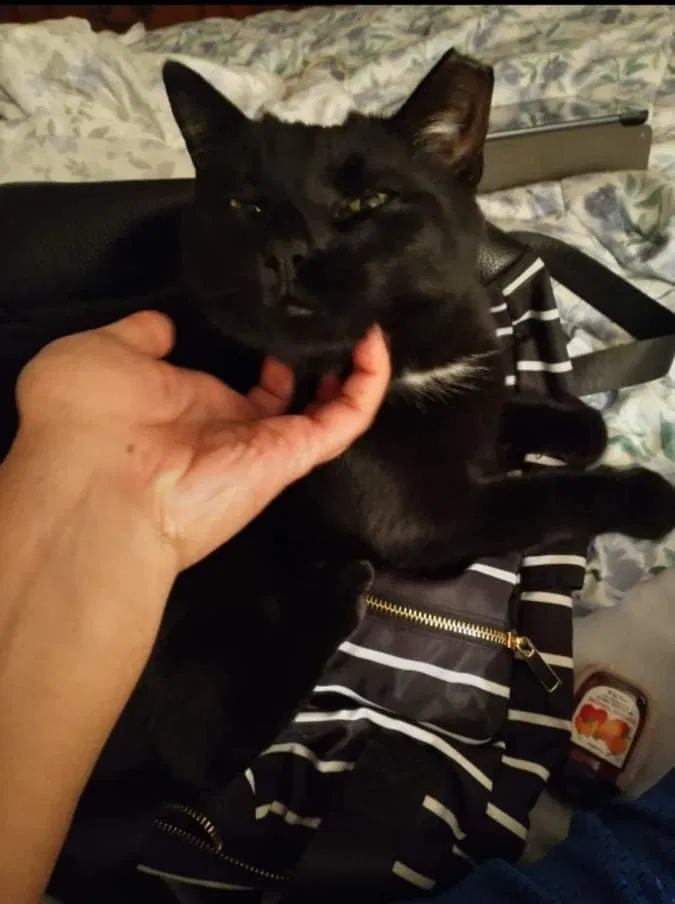 Lost cat in Mount Vernon, NY, 10552