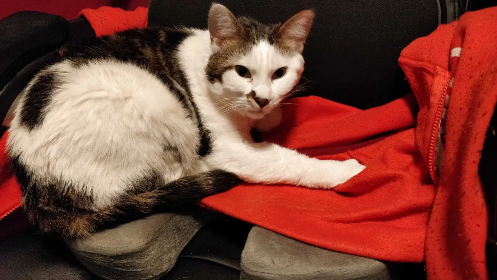 Lost cat in Bellevue, WA, 98004