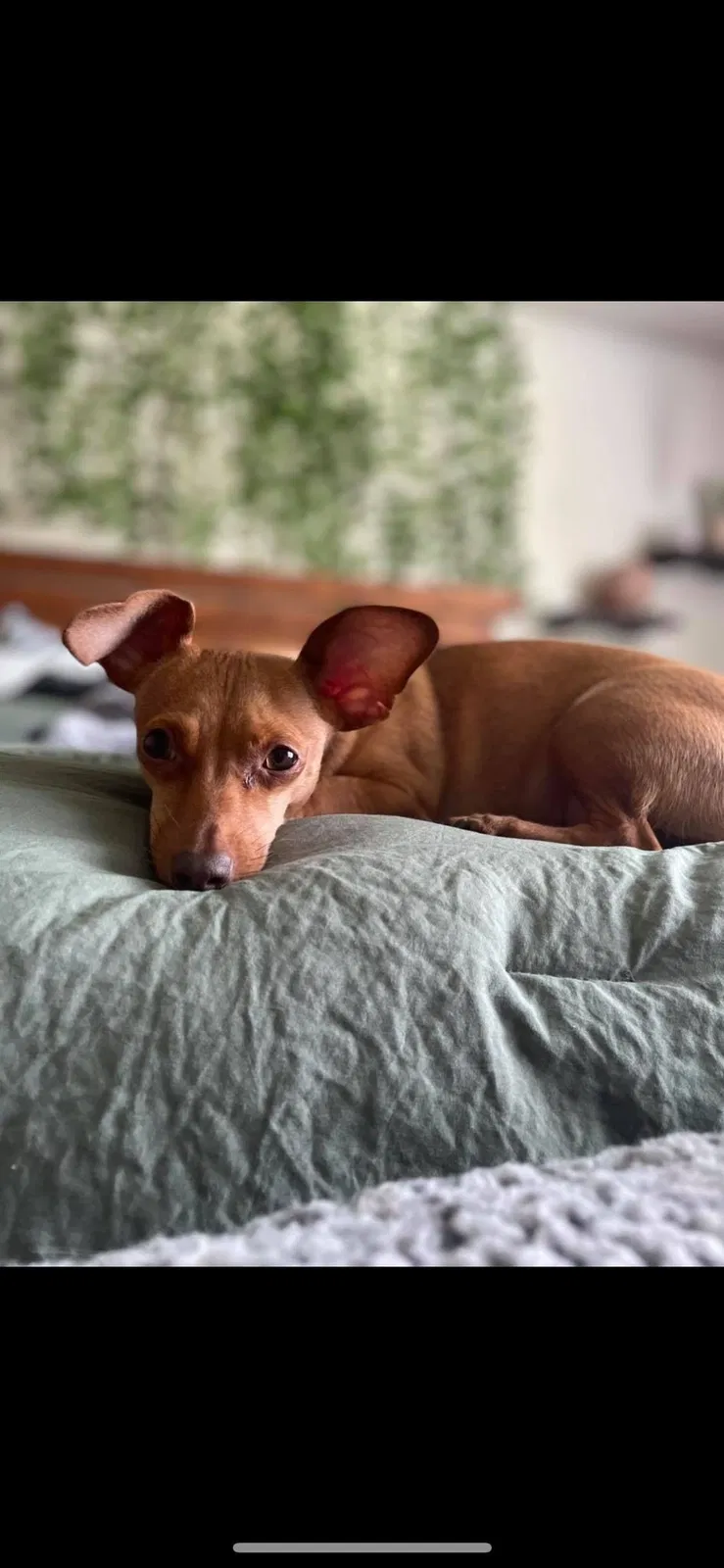Lost dog in Tacoma, WA, 98422