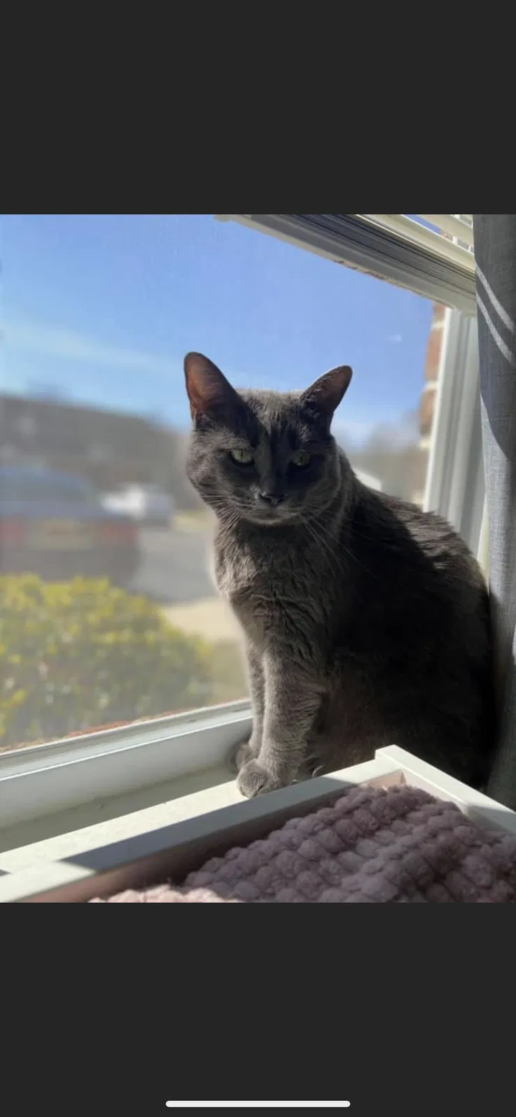 Lost cat in Great Mills, MD, 20634