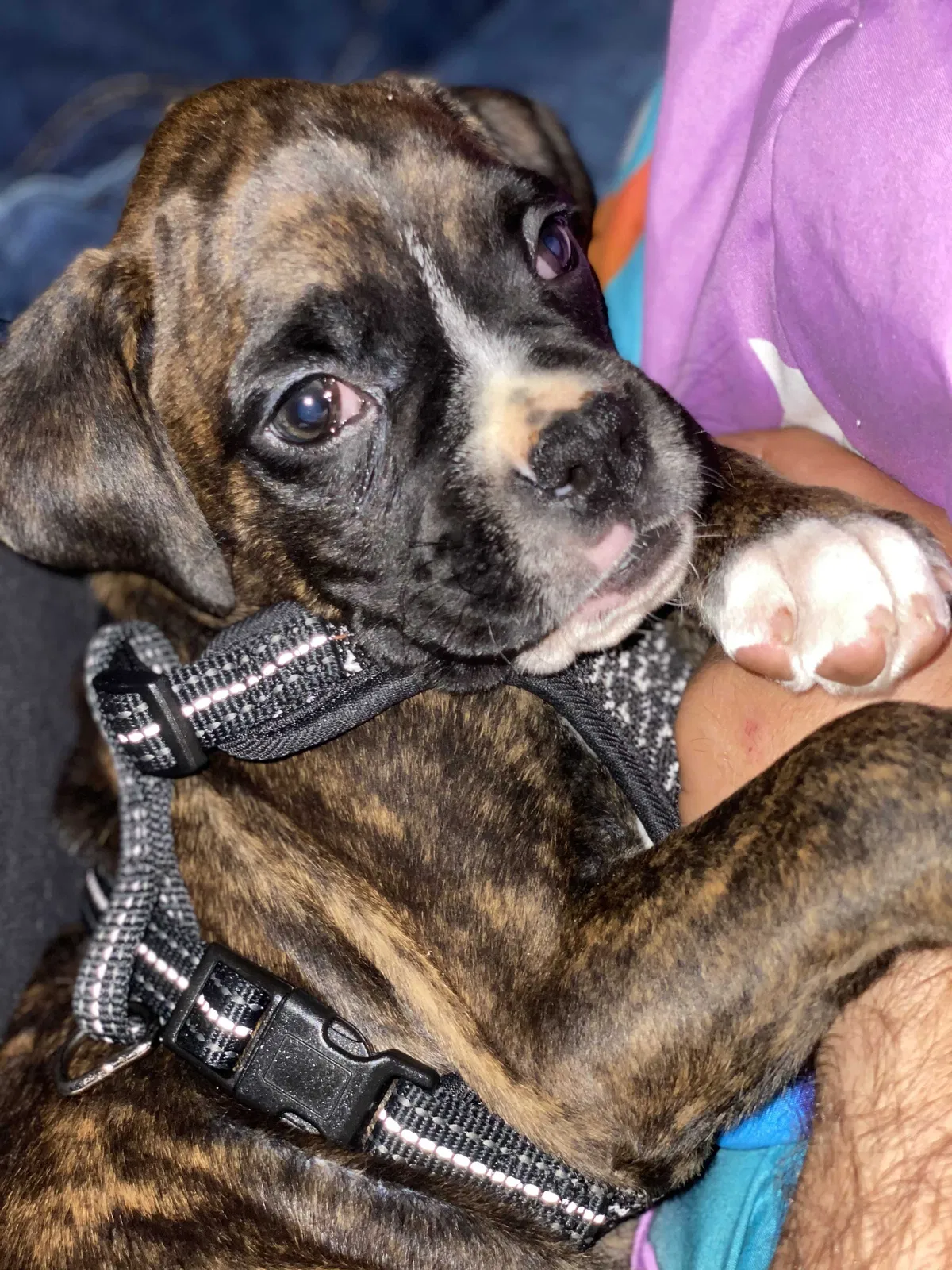 Lost dog in Columbus, OH, 43211