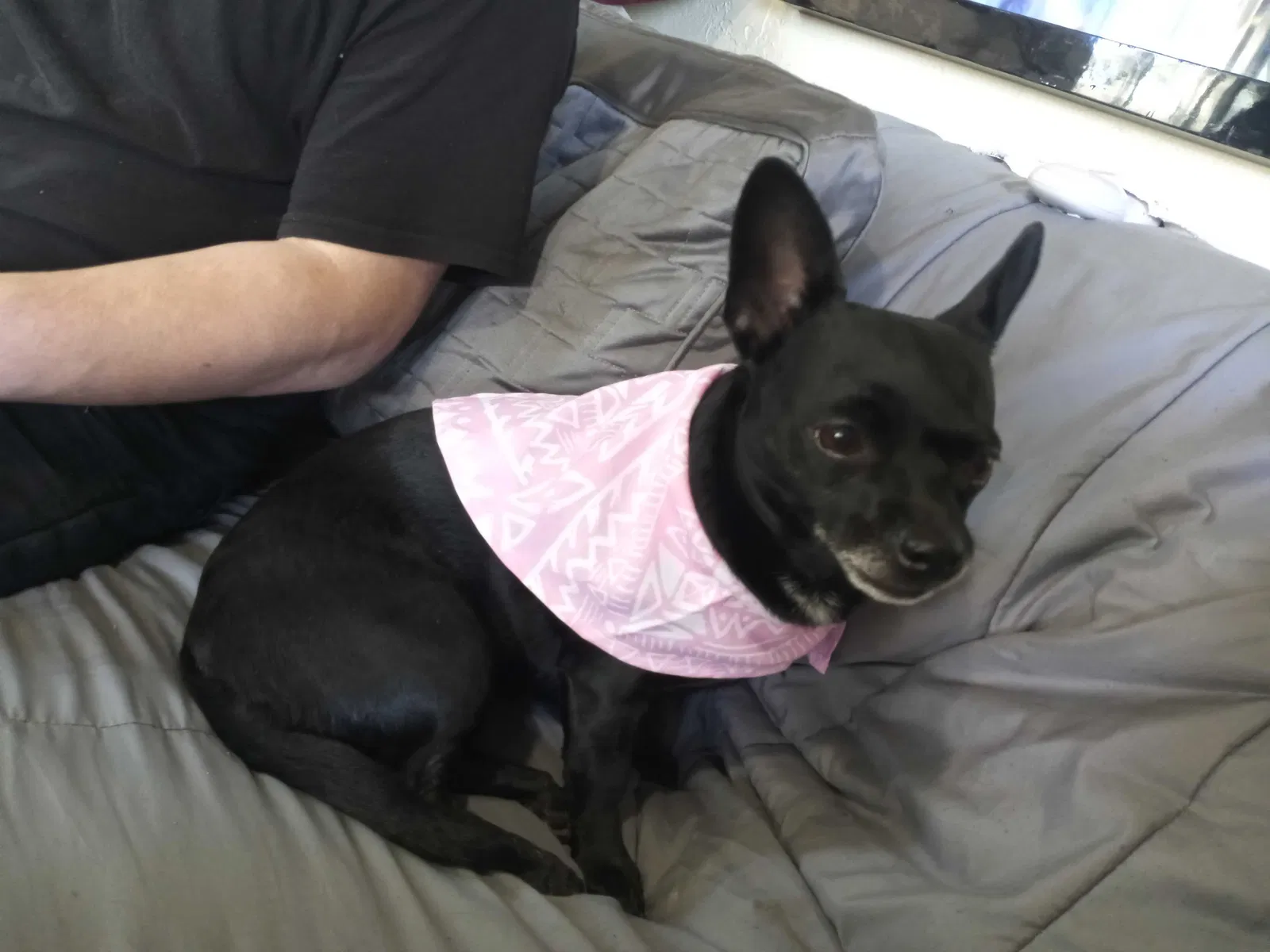 Lost dog in Portland, OR, 97217