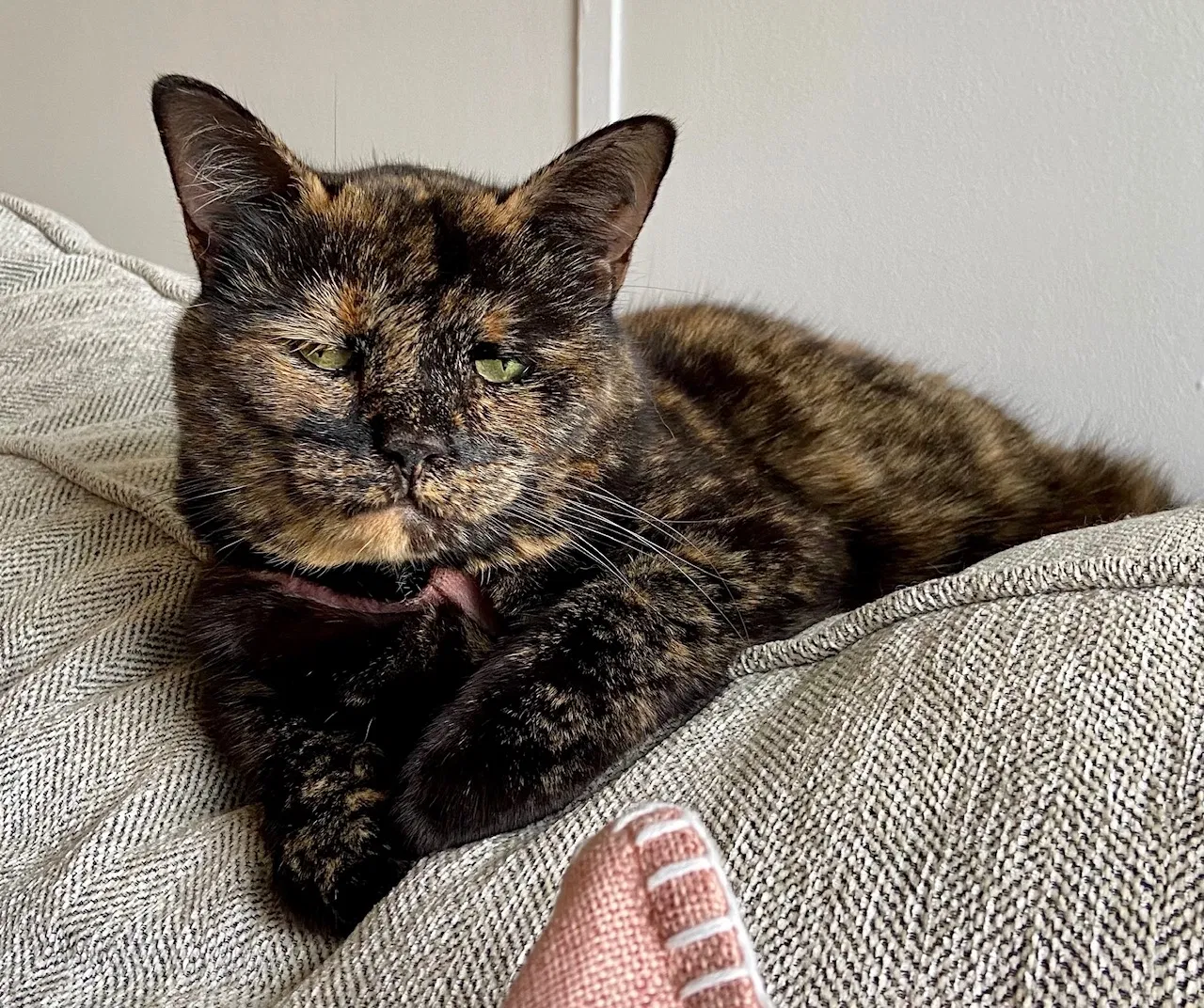 Lost cat in Rockford, IL, 61114