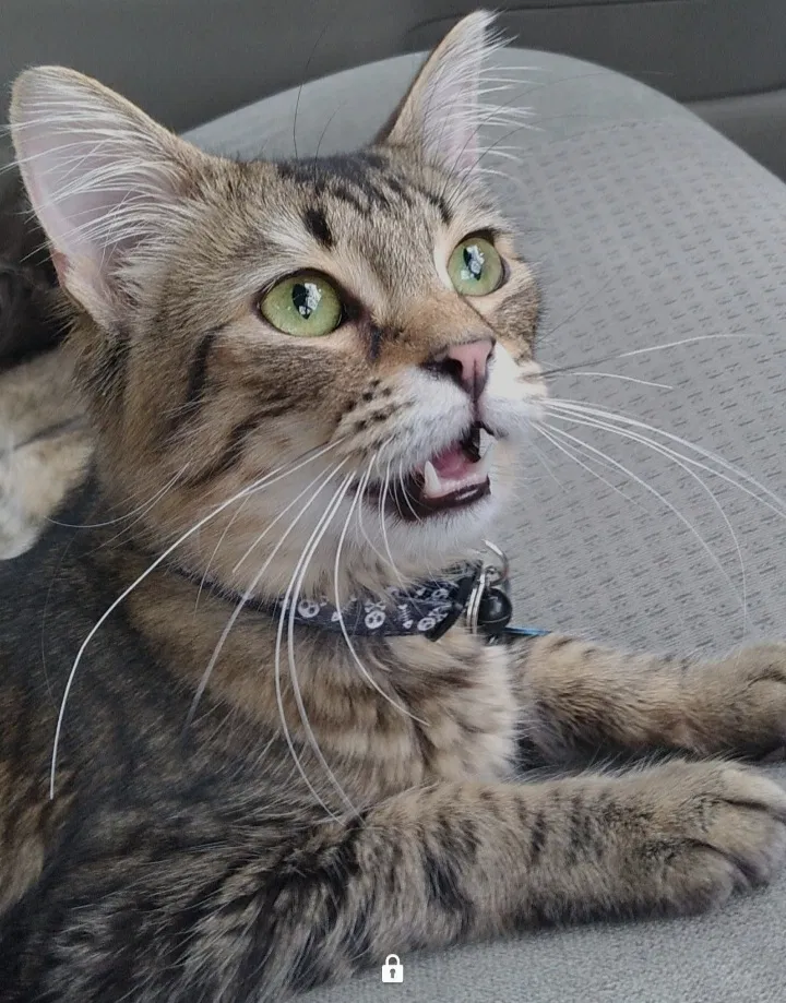 Lost cat in Lancaster, OH, 43130