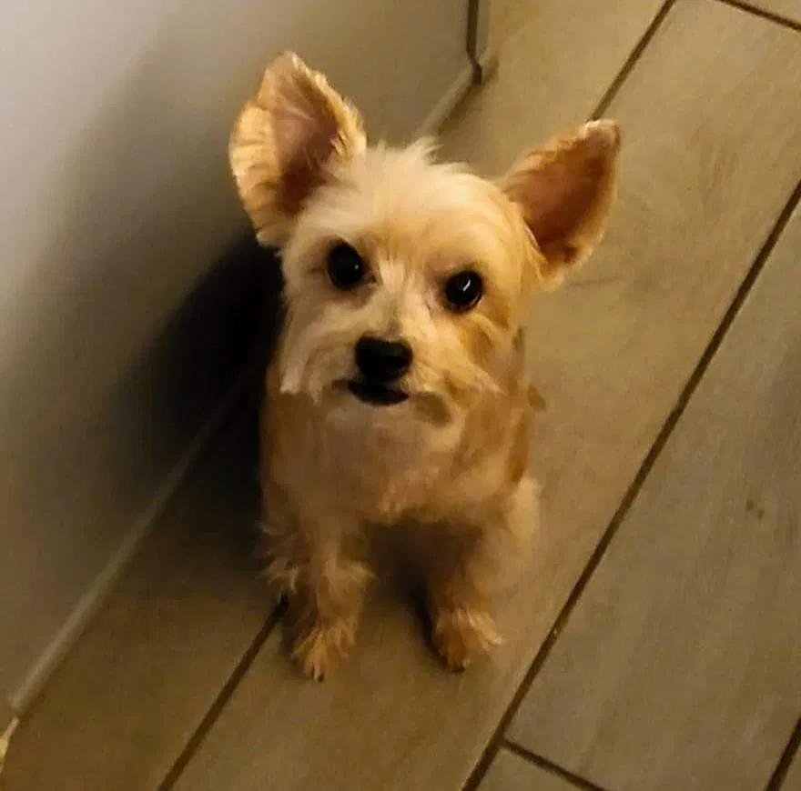 Lost dog in Clermont, FL, 34711