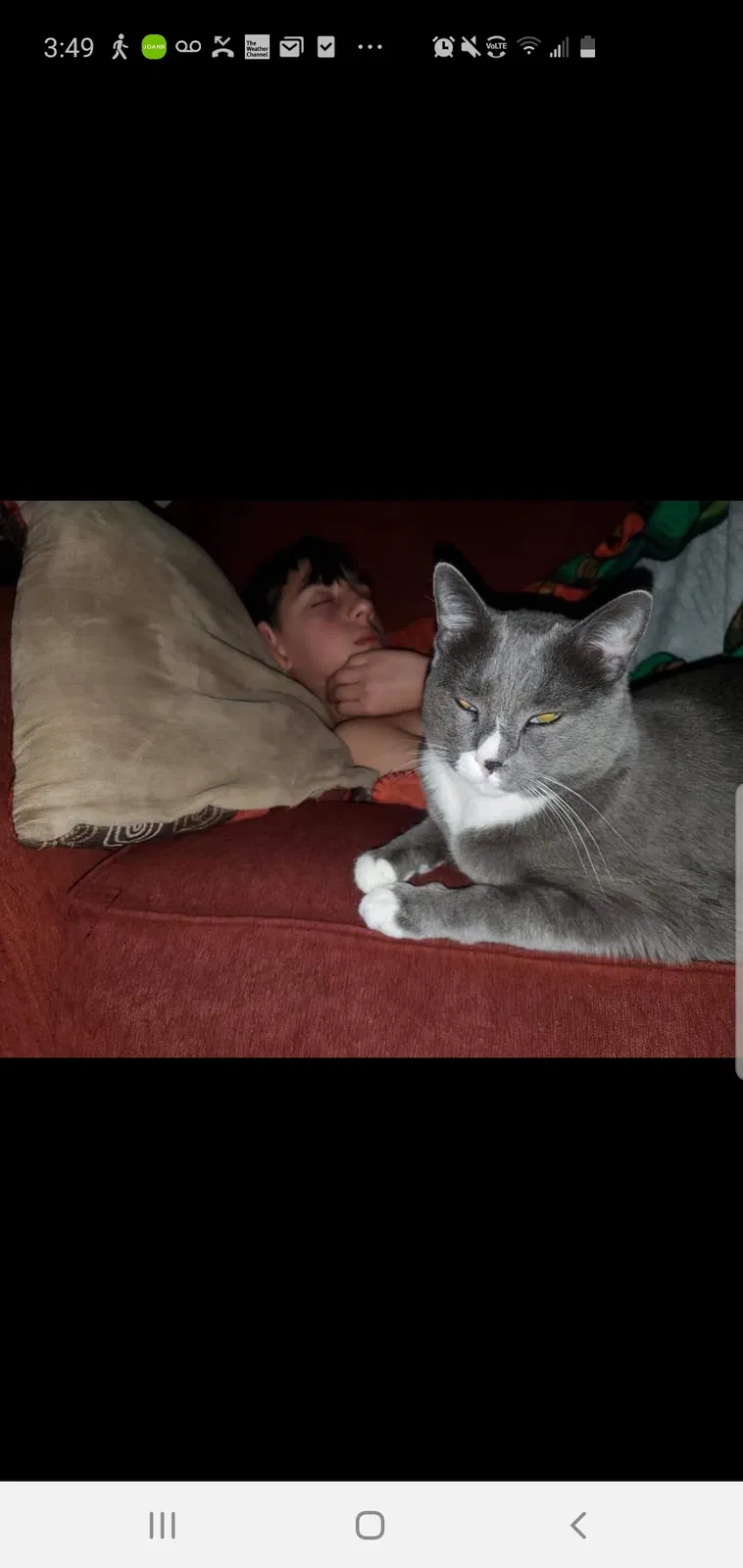 Lost cat in Lockport, IL, 60441