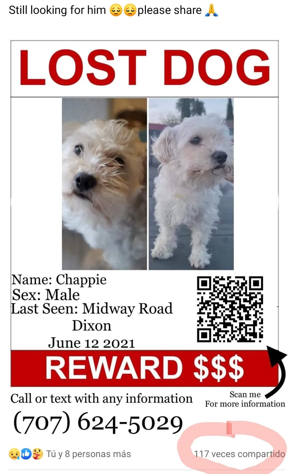 Lost dog in Dixon, CA, 95620