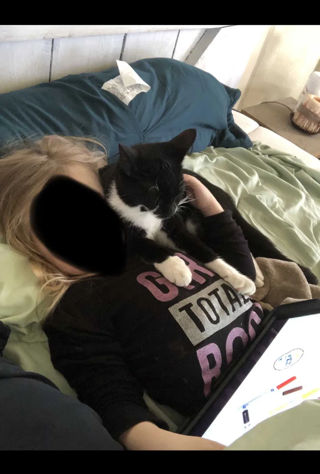 Lost cat in Hatboro, PA, 19040