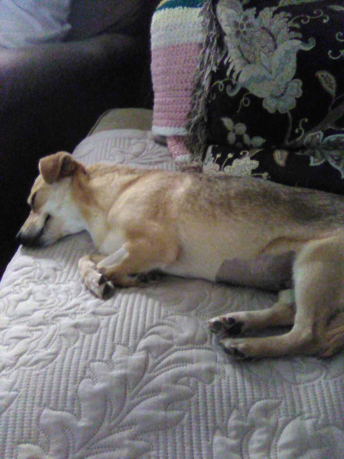 Lost dog in Kyle, TX, 78640