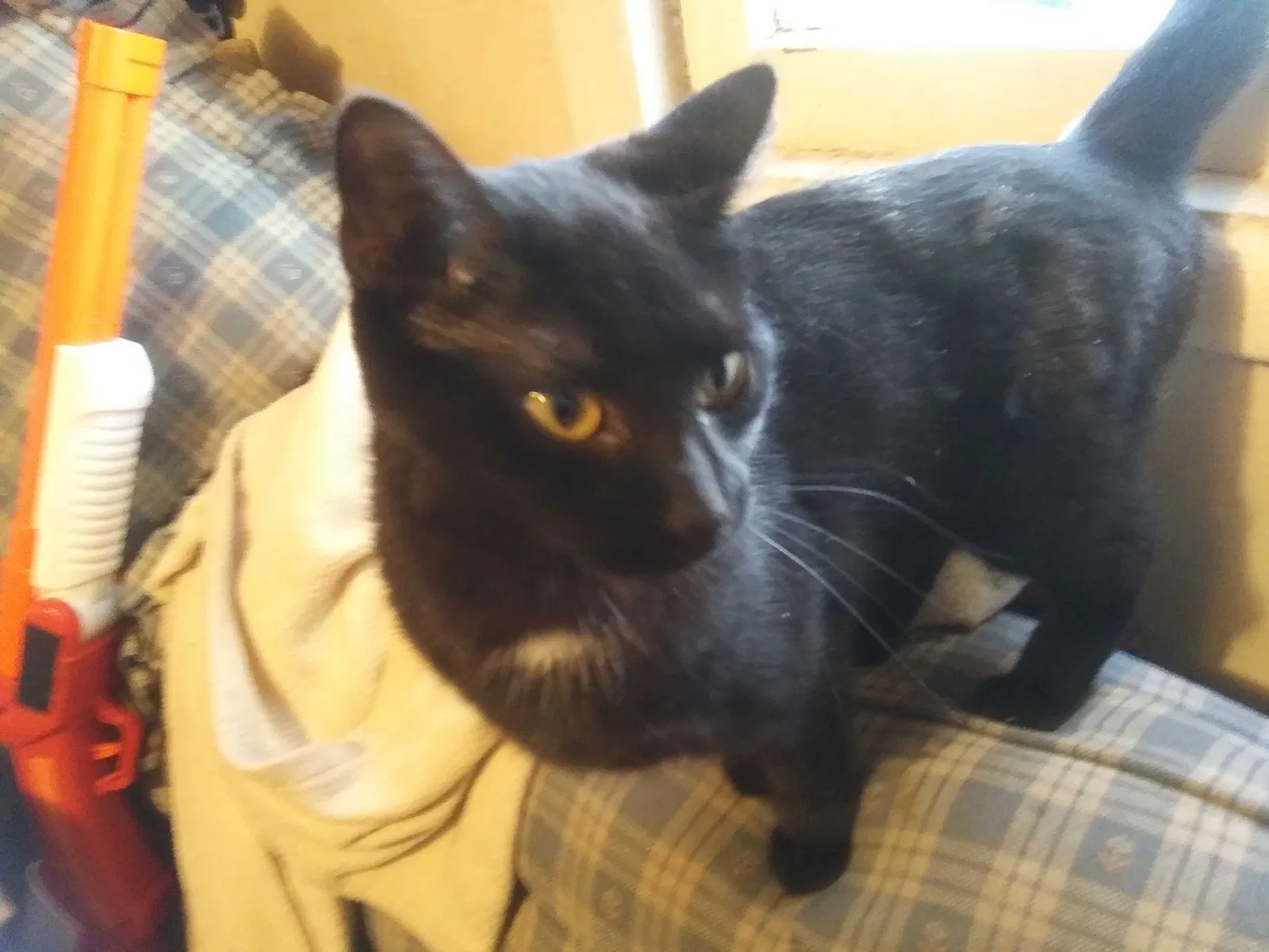 Lost cat in Lansing, MI, 48911