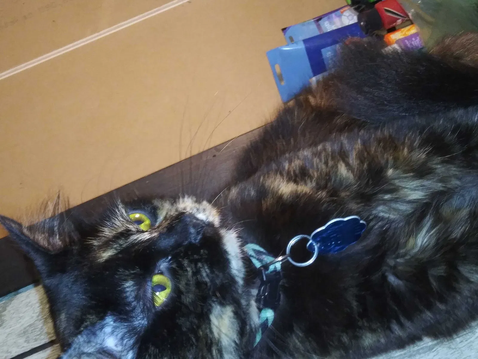 Lost cat in Ringgold, GA, 30736