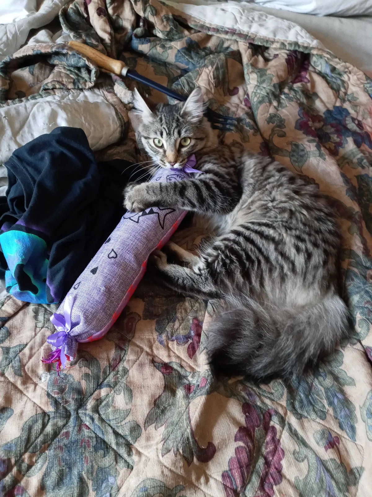 Found cat in Gastonia, NC, 28054