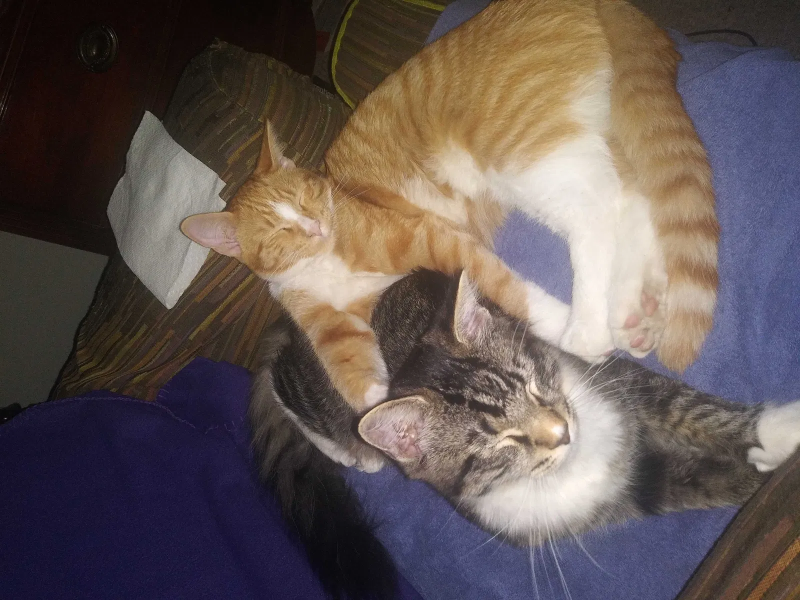 Lost cat in Merrillville, IN, 46410
