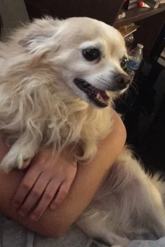 Lost dog in Las Cruces, NM, 88001