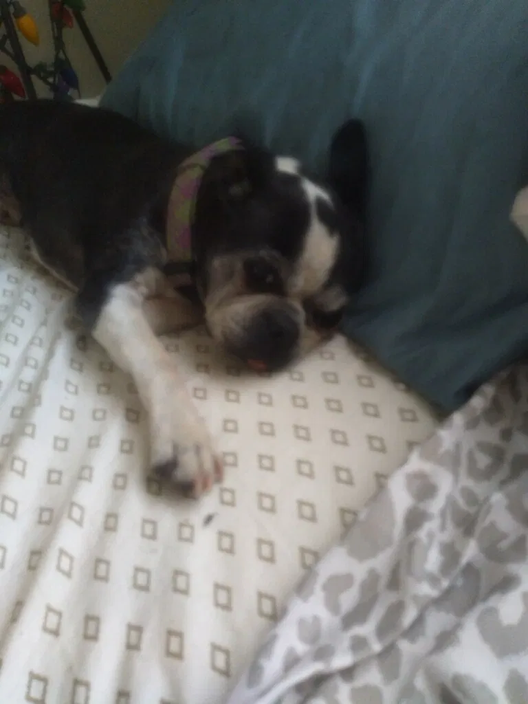 Lost dog in Albuquerque, NM, 87102