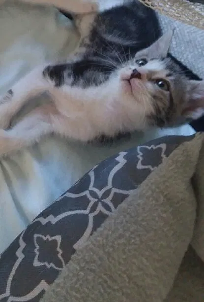 Lost cat in Porterville, CA, 93257