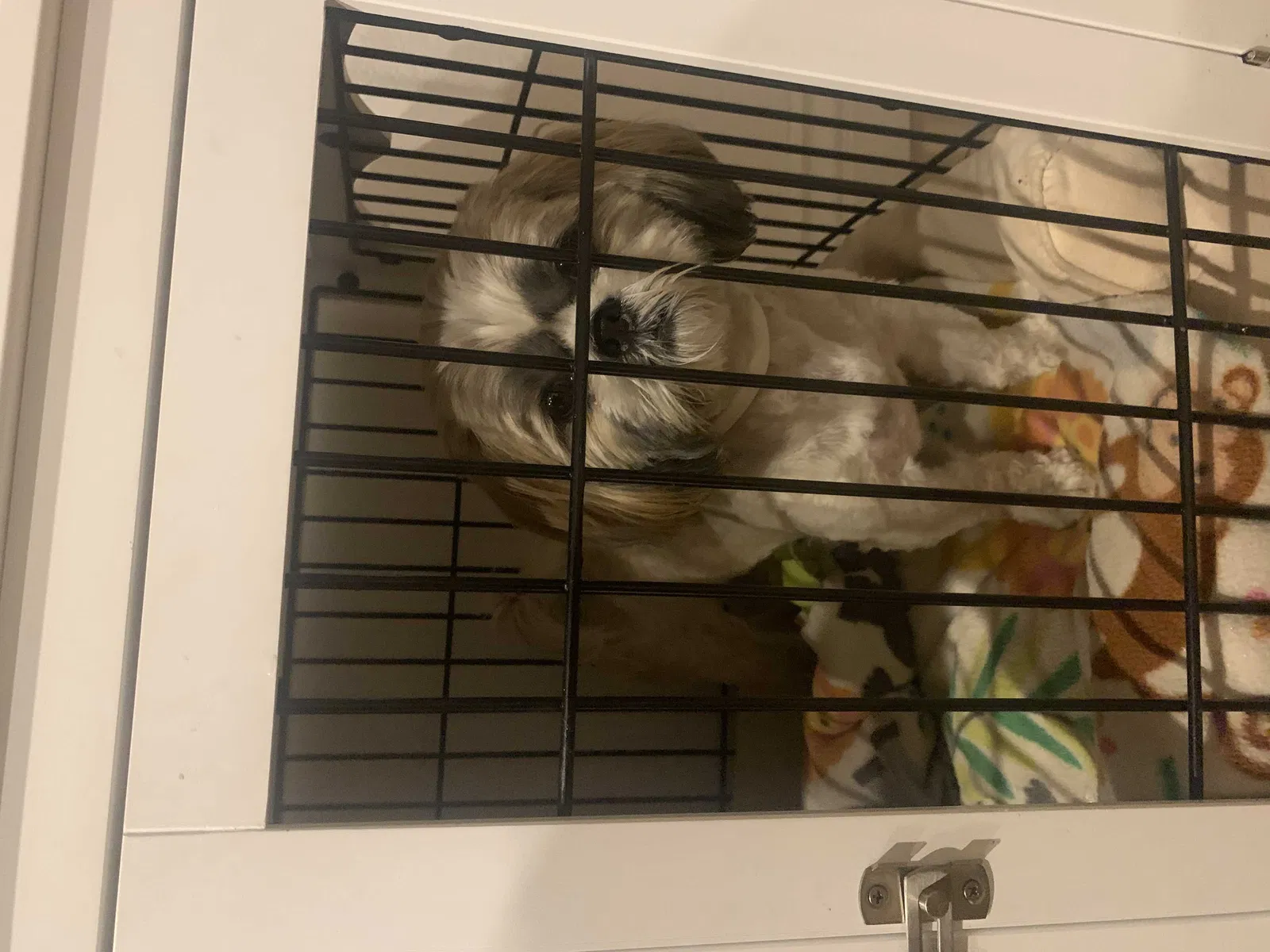 Found dog in Chino, CA, 91710