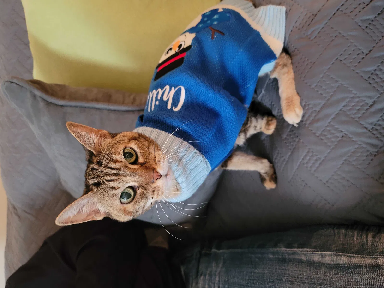 Lost cat in San Antonio, TX, 78249