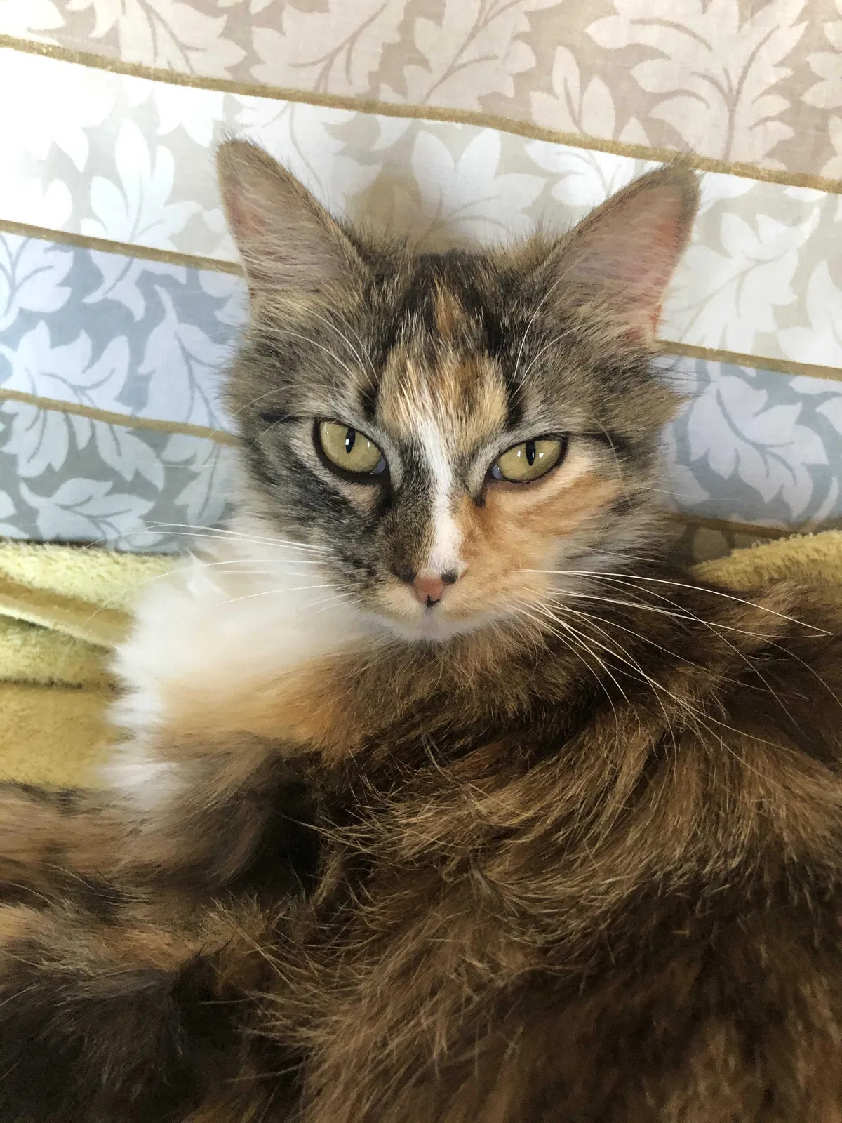 Lost cat in North Branch, MN, 55056