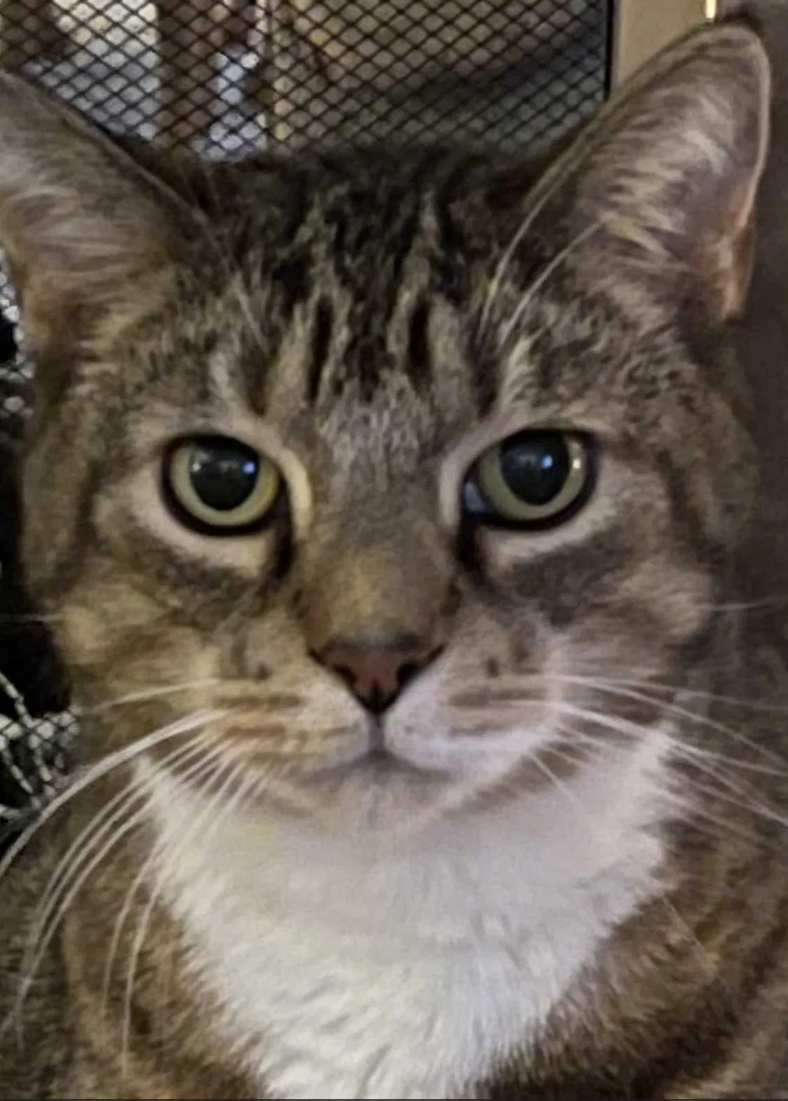 Lost cat in Clinton Township, MI, 48036