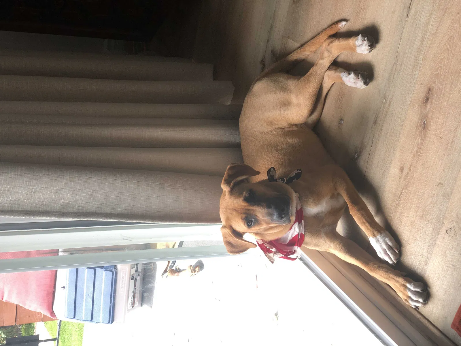 Lost dog in La Crescenta, CA, 91214