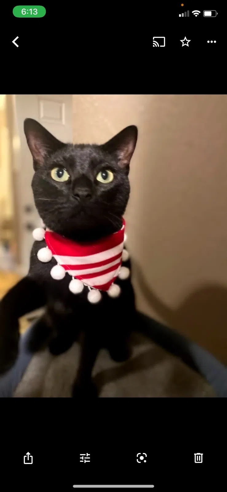Lost cat in Rotonda West, FL, 33947