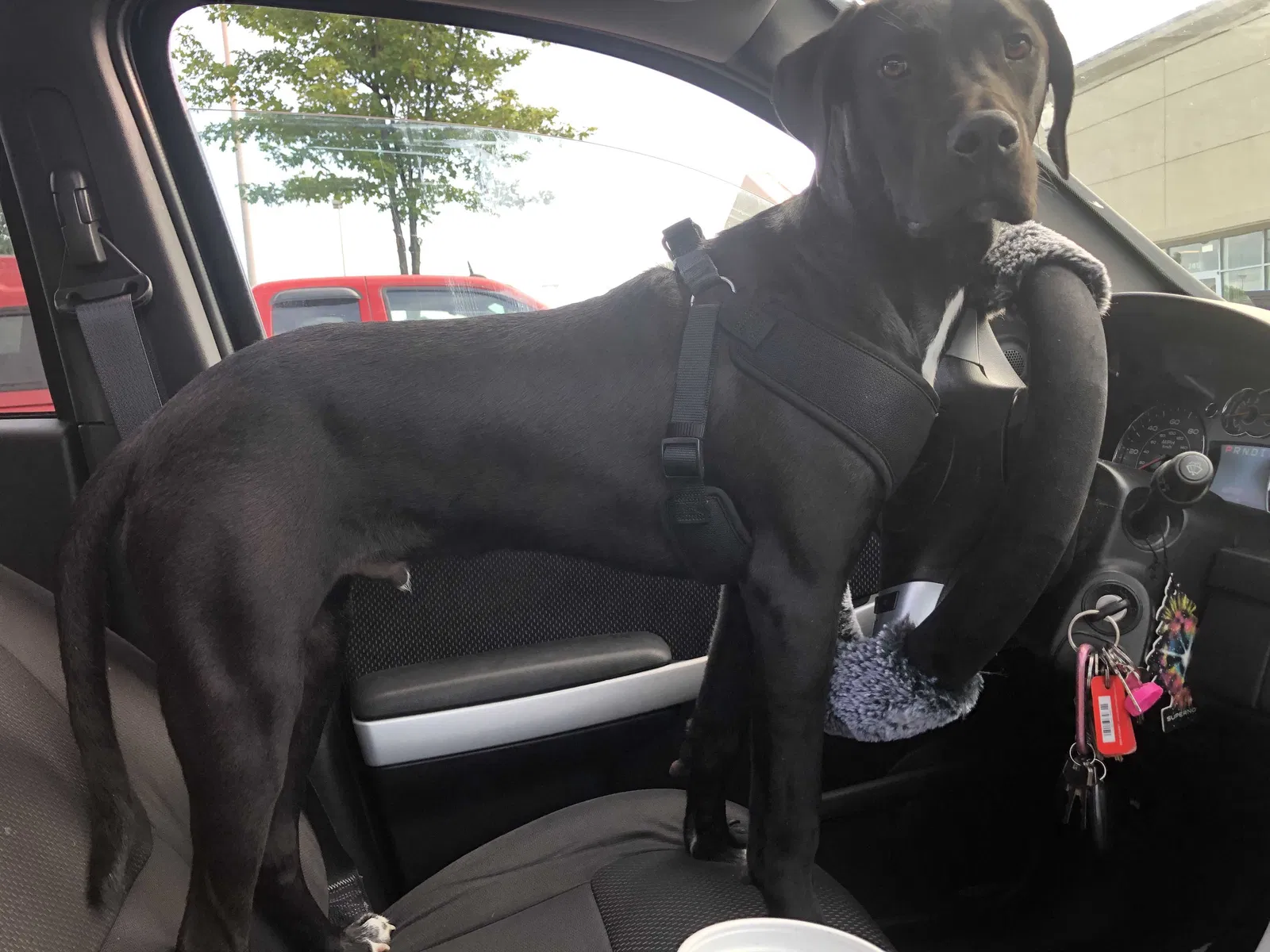 Lost dog in Pottstown, PA, 19464