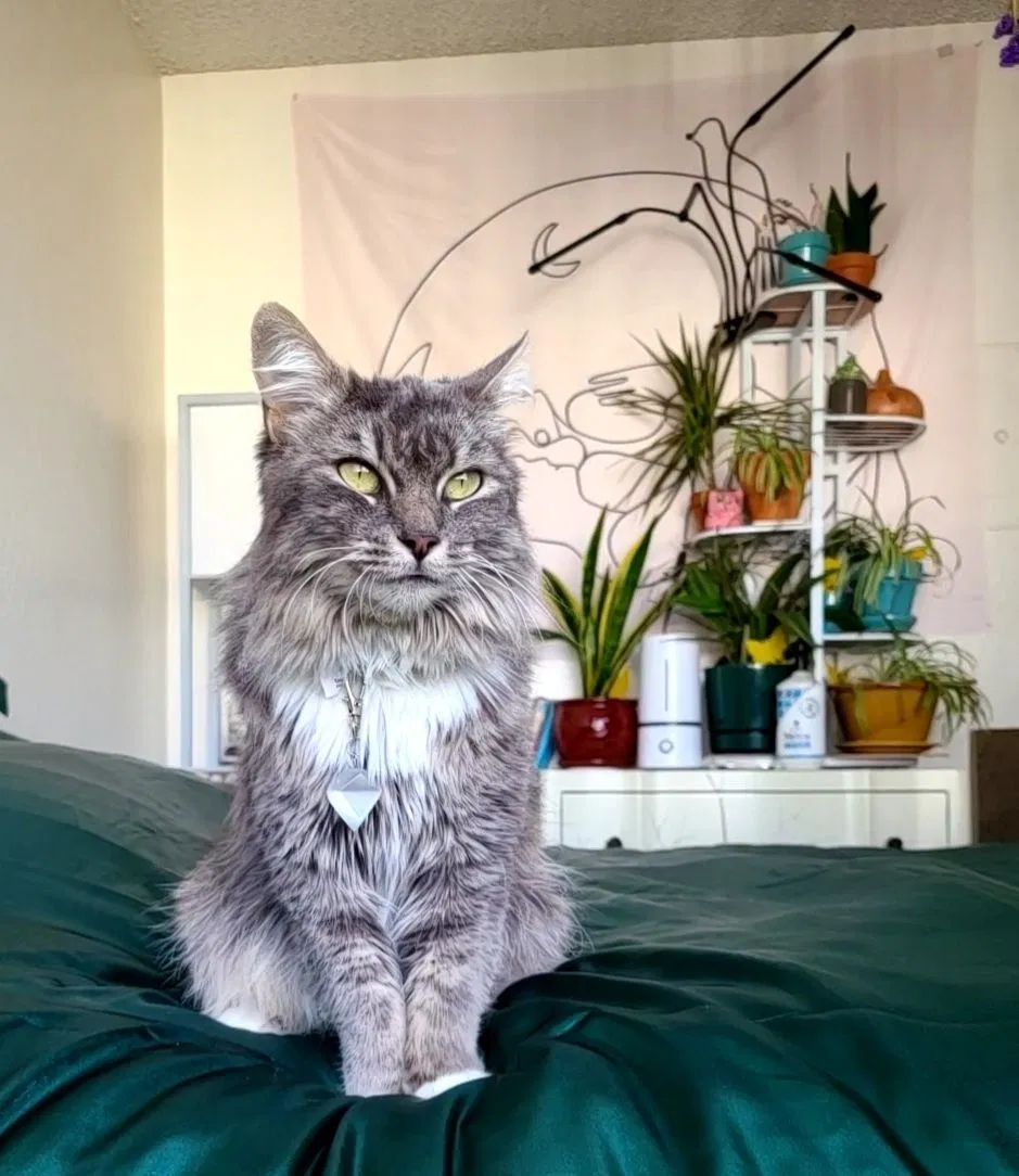 Lost cat in Yucaipa, CA, 92399