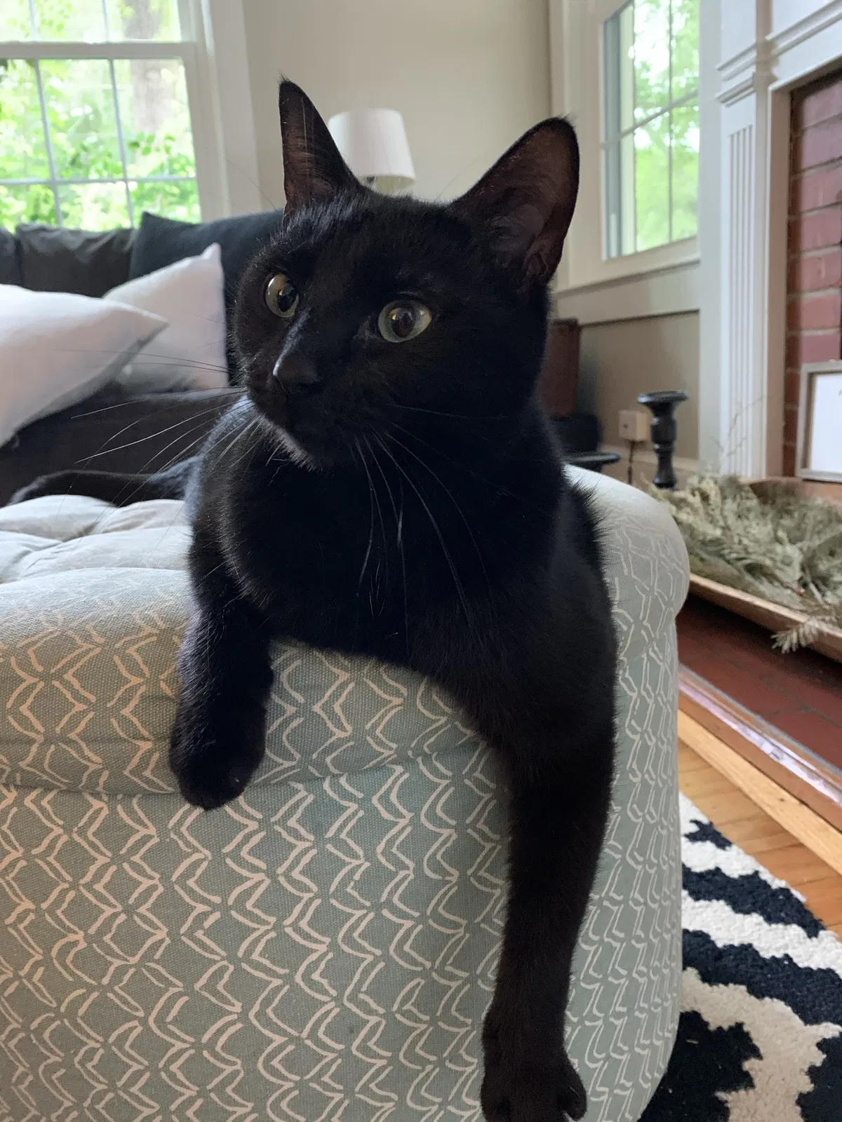 Lost cat in Athens, GA, 30606