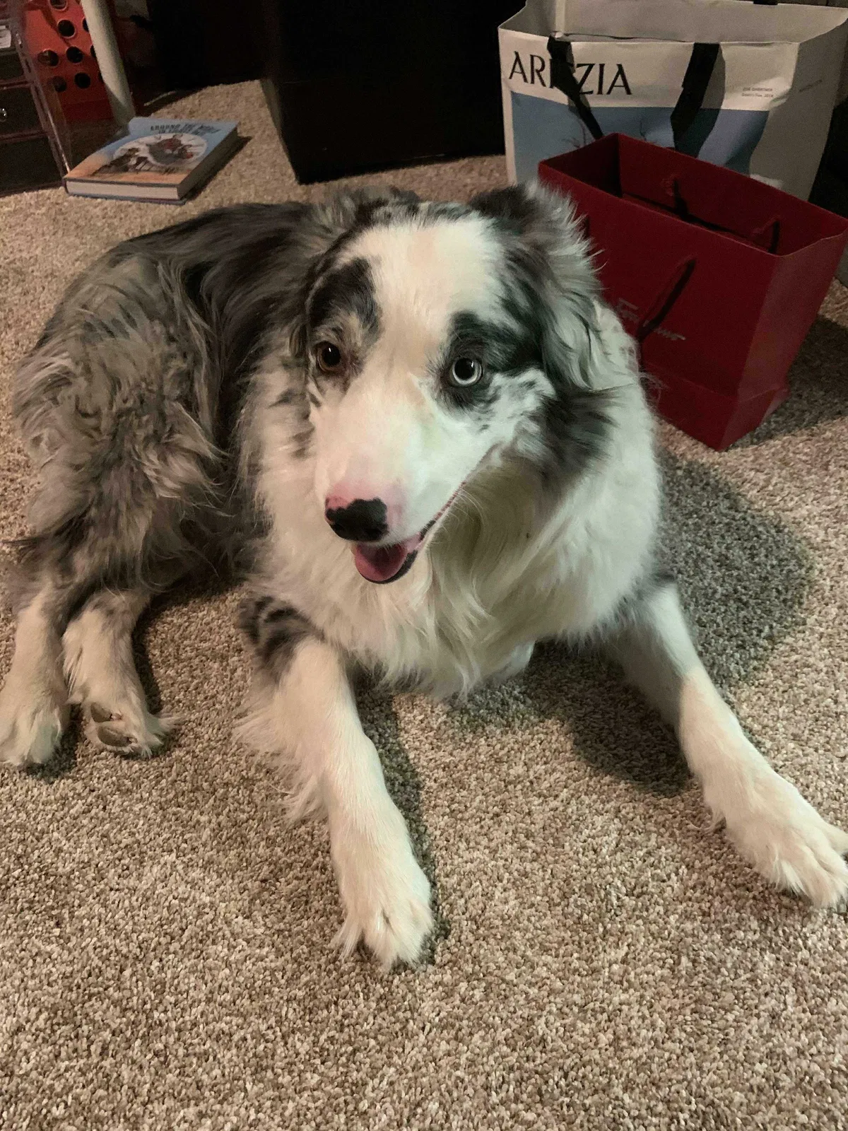 Lost dog in Antioch, CA, 94531