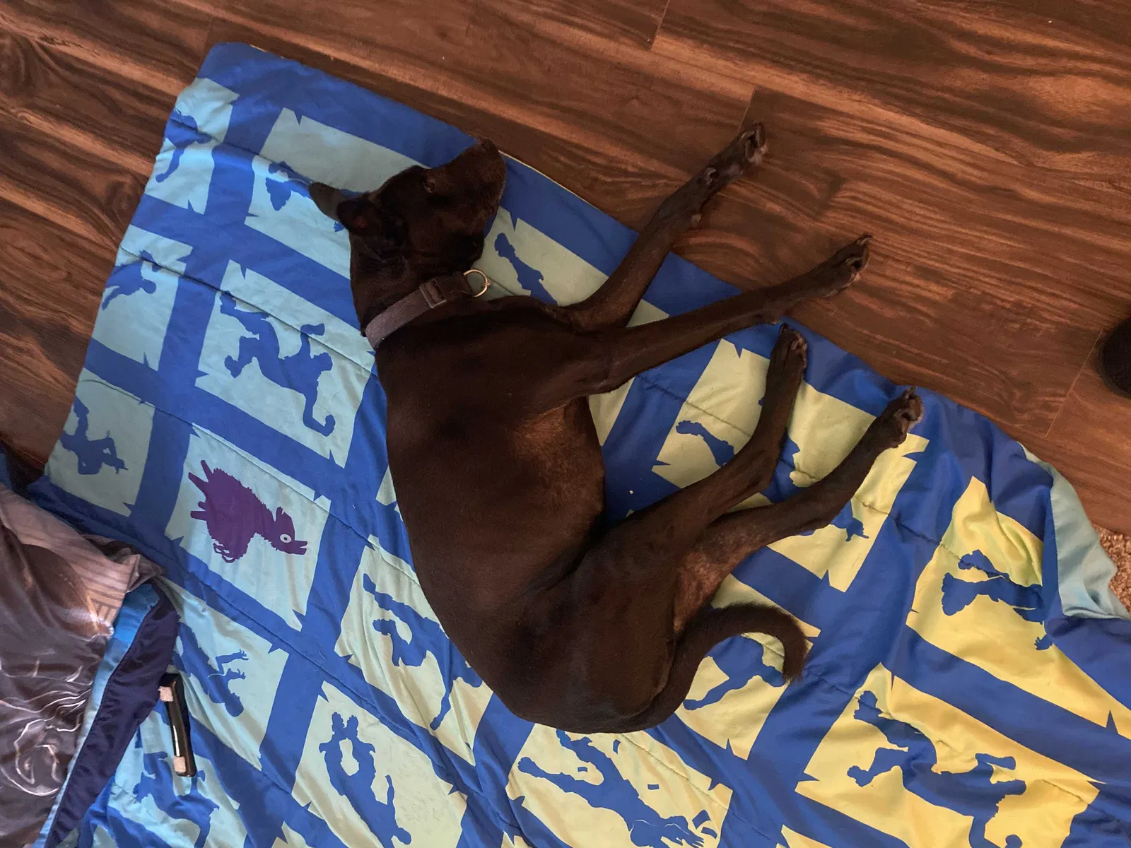 Lost dog in Indianapolis, IN, 46241