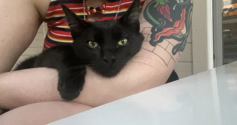 Lost cat in Meridian, ID, 83642
