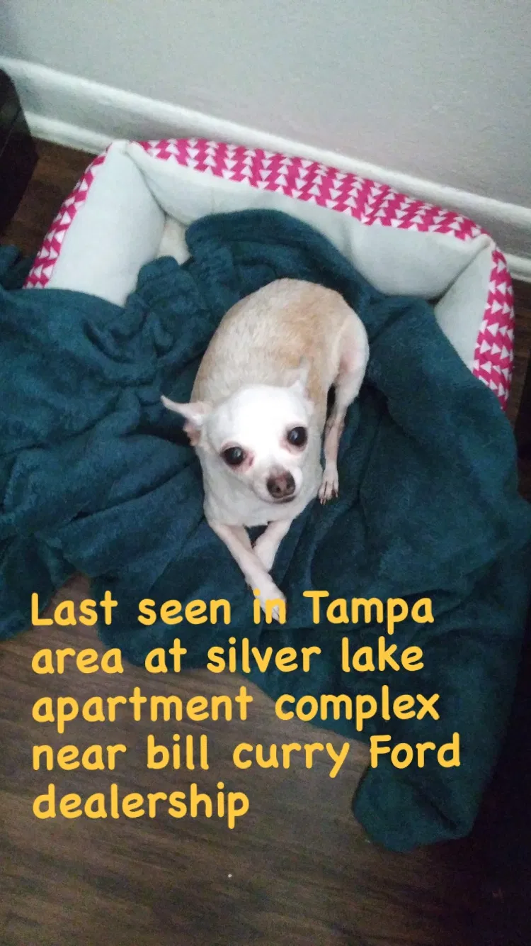 Lost dog in Tampa, FL, 33613