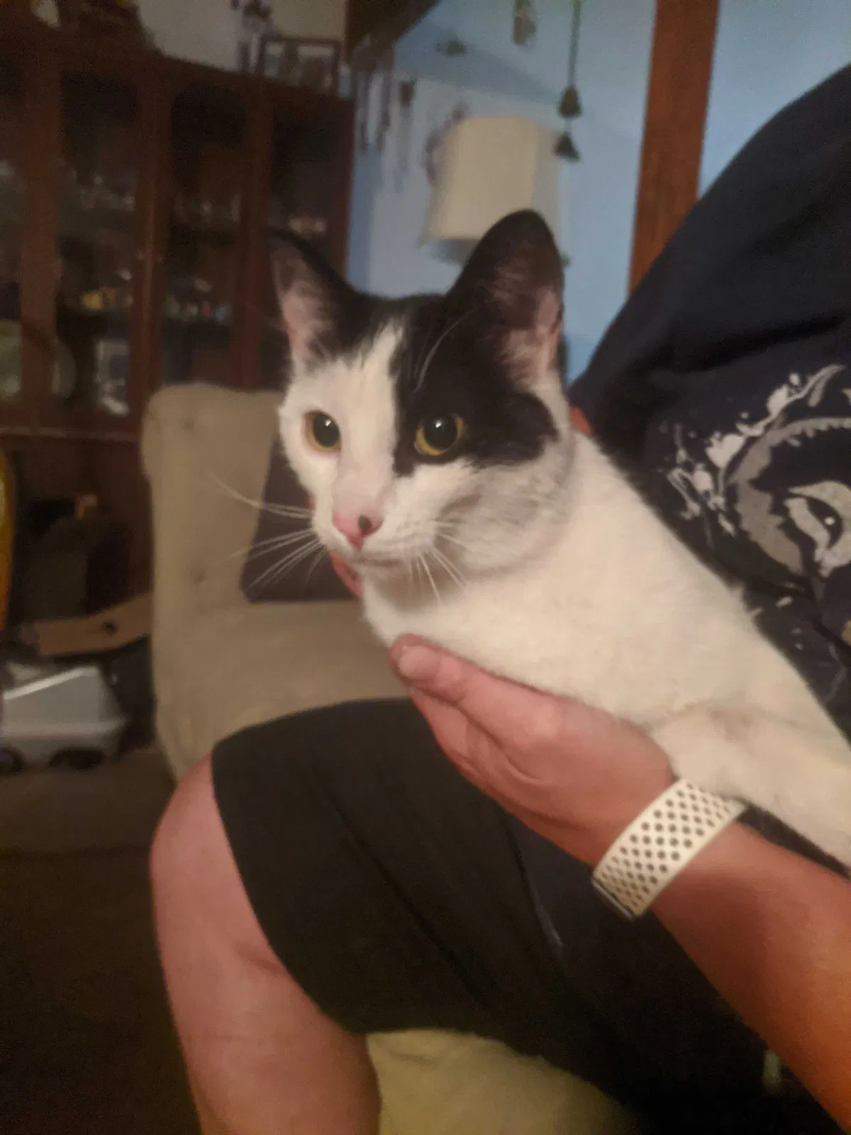 Found cat in Denver, CO, 80229