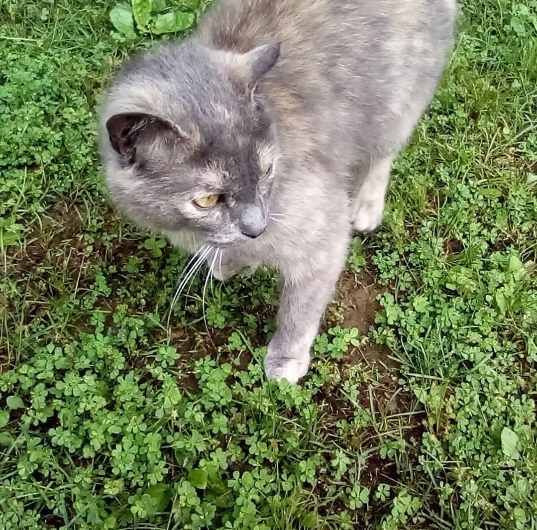 Lost cat in Grove City, PA, 16127