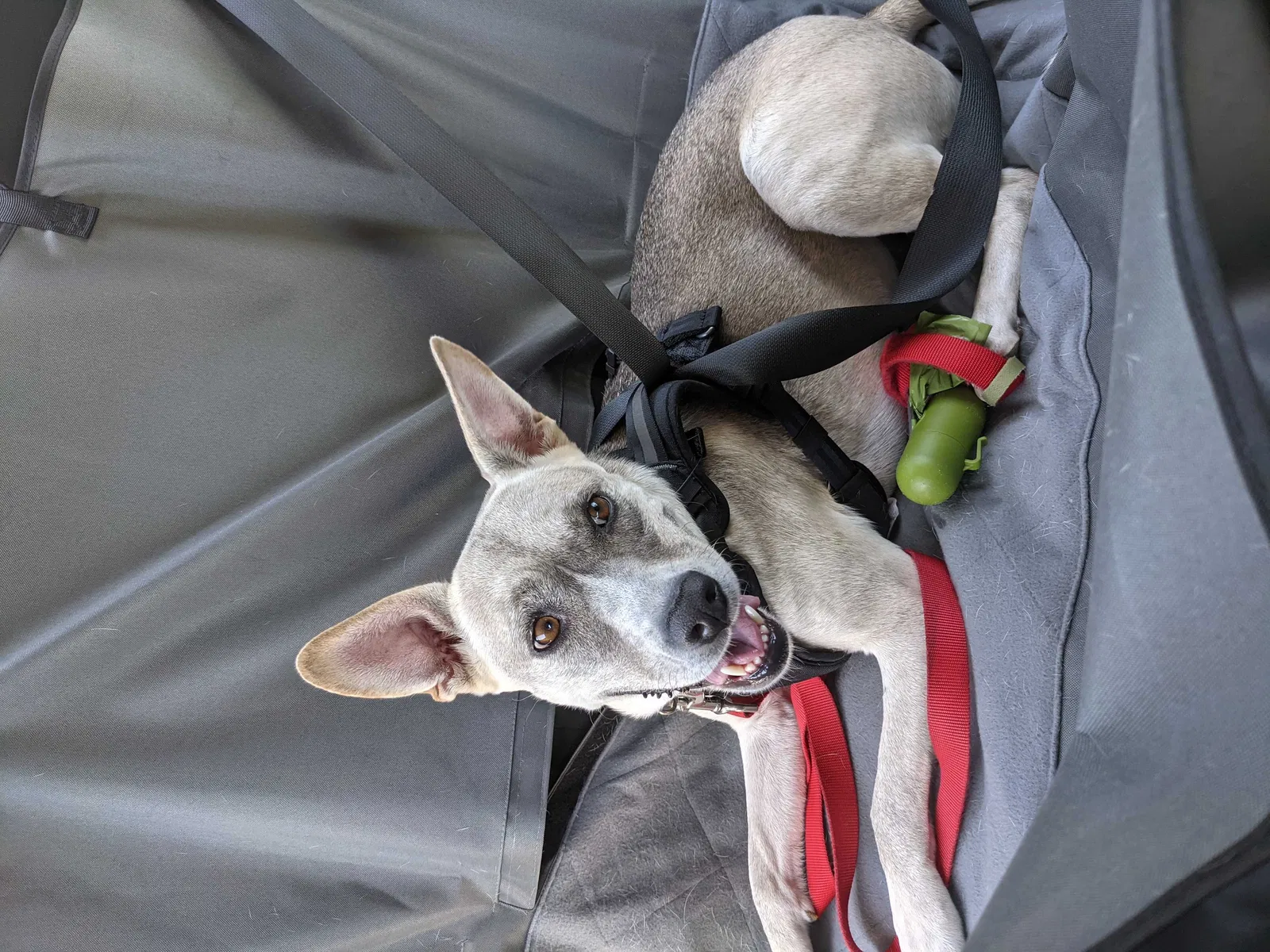 Lost dog in El Cajon, CA, 92019