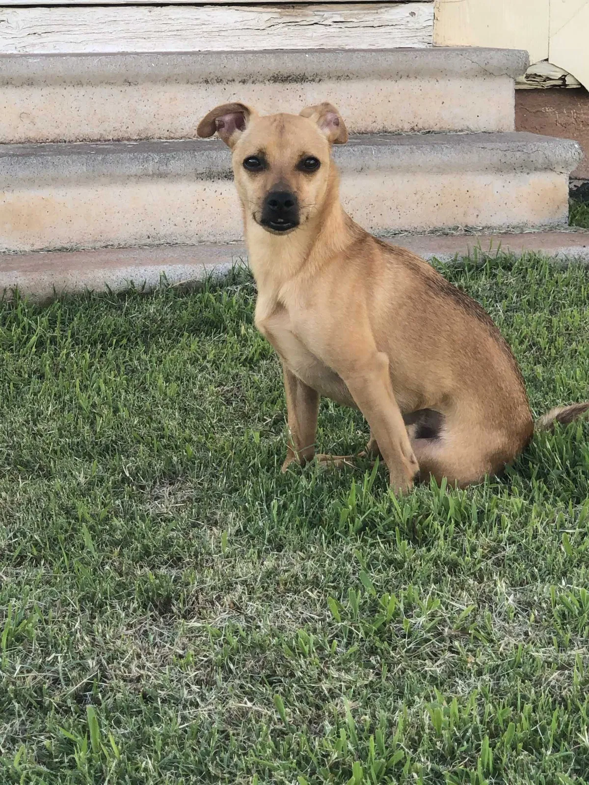 Lost dog in Austin, TX, 78744