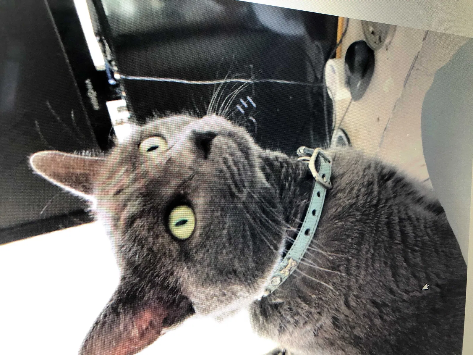 Lost cat in Chatsworth, CA, 91311
