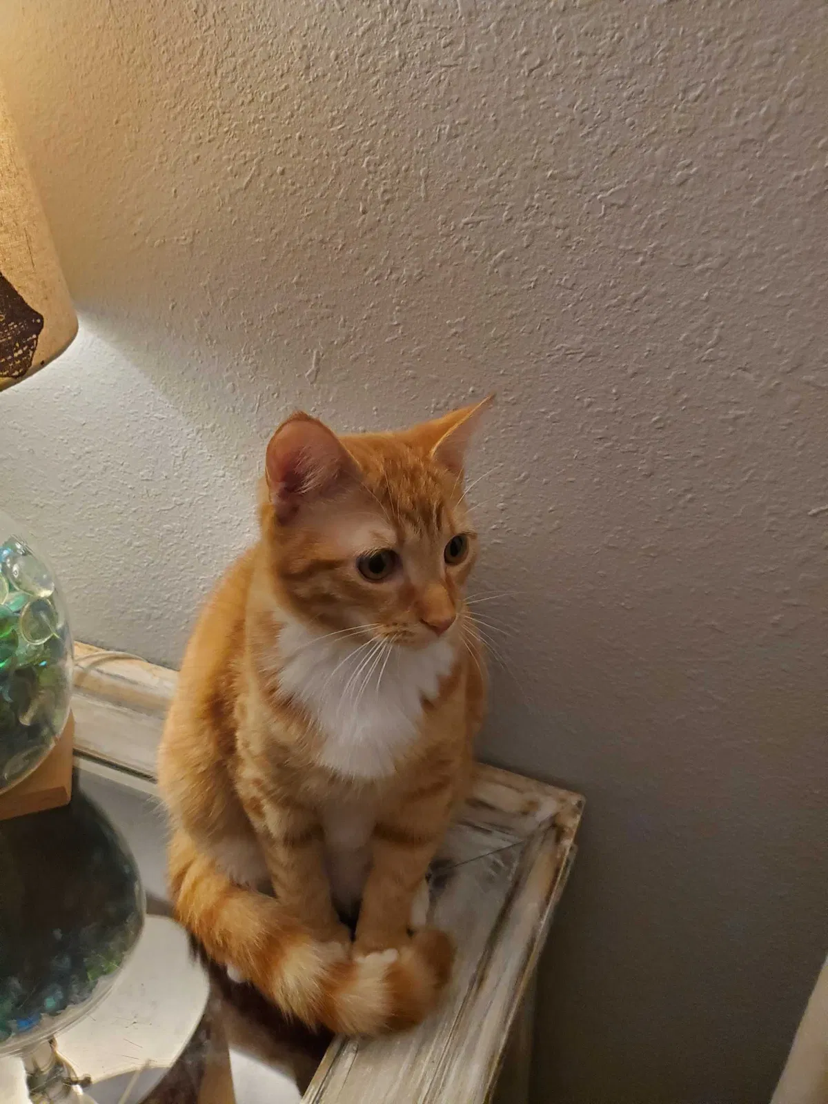 Lost cat in Tarpon Springs, FL, 34689