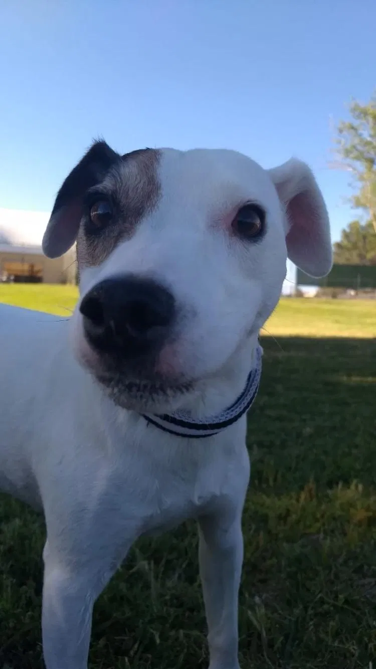 Lost dog in Las Cruces, NM, 88001