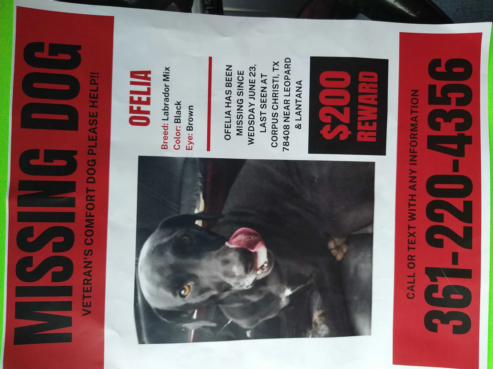 Lost dog in Corpus Christi, TX, 78408